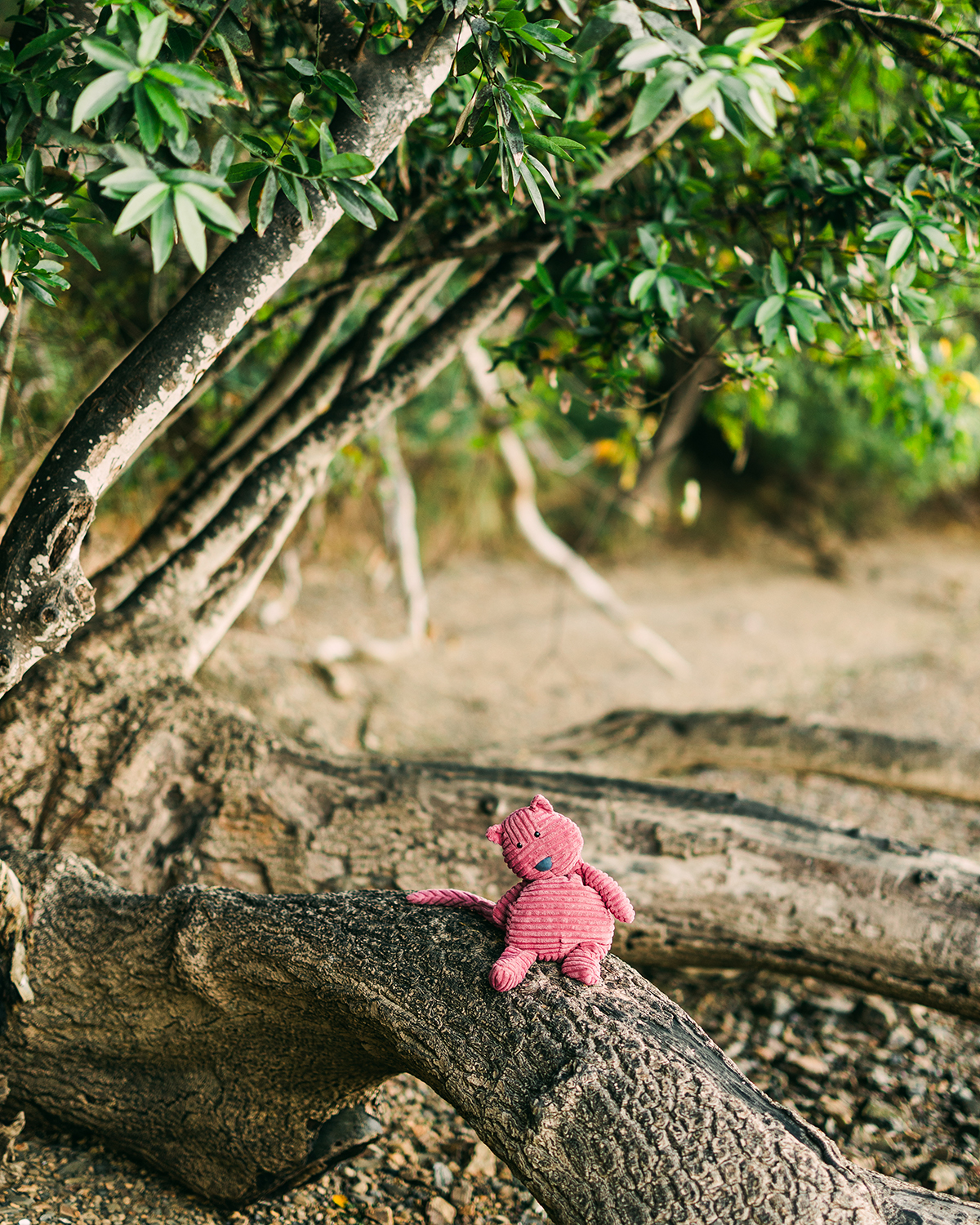Midge the Jellycat sitting on a fallen tree beneath a canopy of coastal trees while scouting a Marin County portrait location.