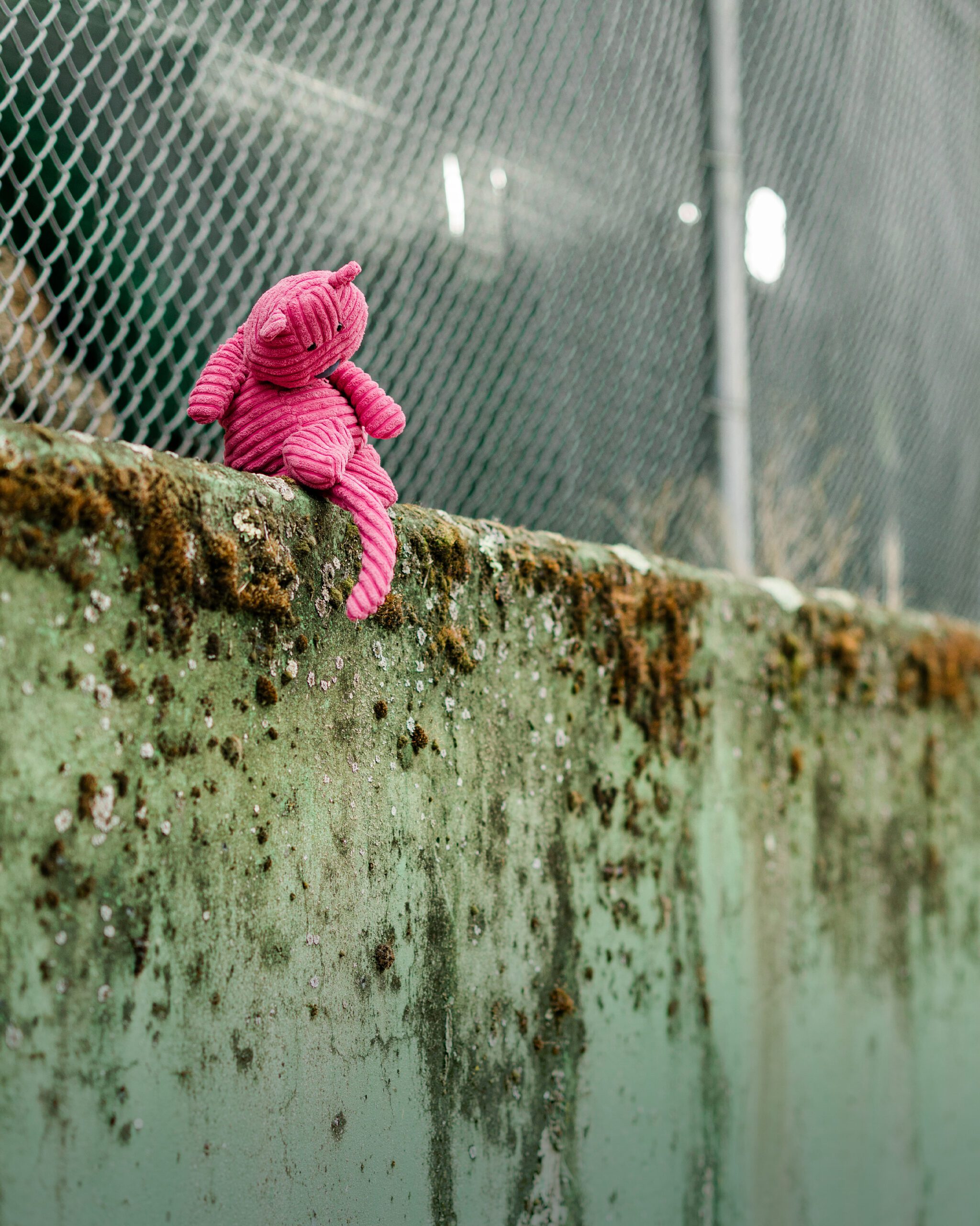 Midge the Jellycat sitting on a weathered green wall during portrait location scouting